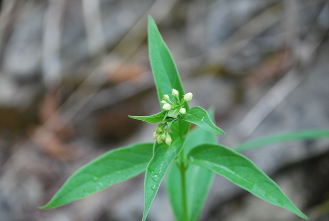 Vincetoxicum hirundinaria